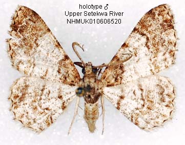 Papua Insects Foundation (Lepidoptera/Geometridae(Ennominae ...